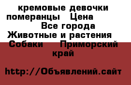 кремовые девочки померанцы › Цена ­ 30 000 - Все города Животные и растения » Собаки   . Приморский край